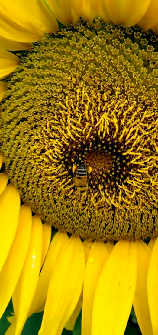 sunflower and bee